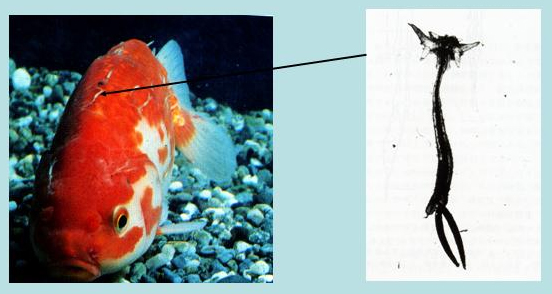 イカリムシ症 土佐錦魚の繁殖 飼育 分譲 土佐錦魚を究める